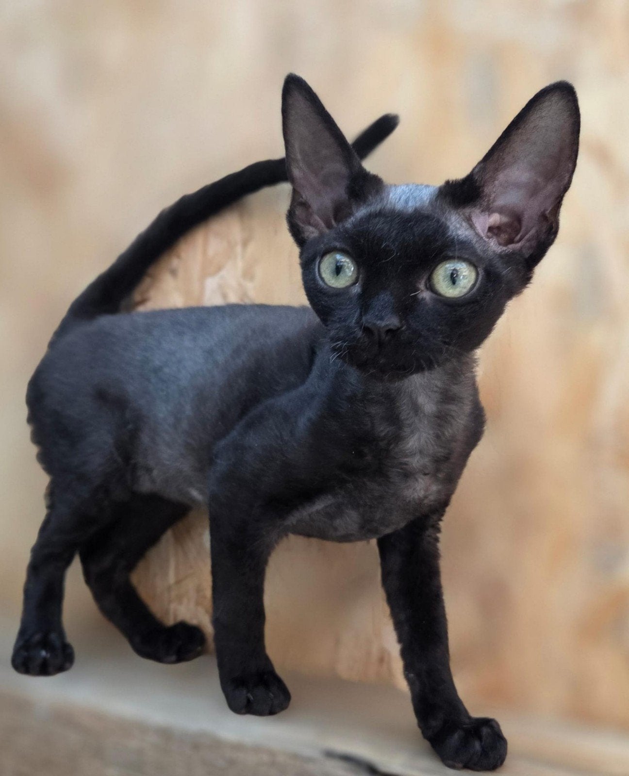 Devon Rex kittens 1600E, Meerdere dieren, Gechipt, 0 tot 2 jaar