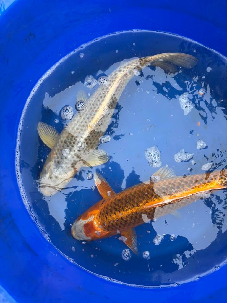 Koikarper koi vis vissen vijver kujaku karper, Karper of Koi