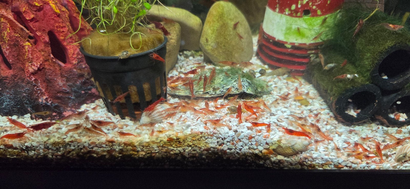 Garnalen voor aquarium, Kreeft, Krab of Garnaal