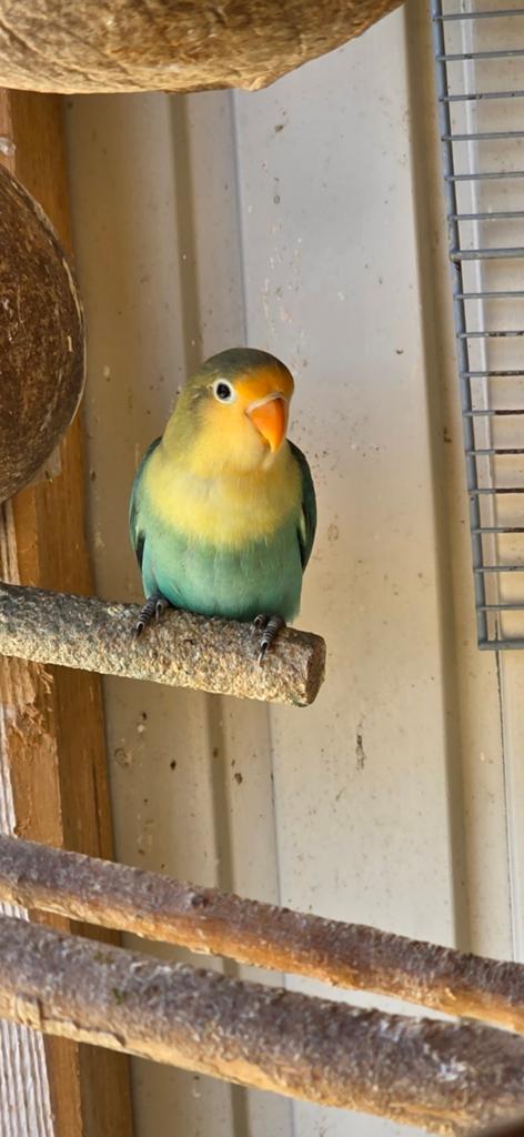 Turquoise baby  fischerie dwergpapegaai love bird agapornis, Dieren en Toebehoren, Vogels | Parkieten en Papegaaien, Geslacht onbekend