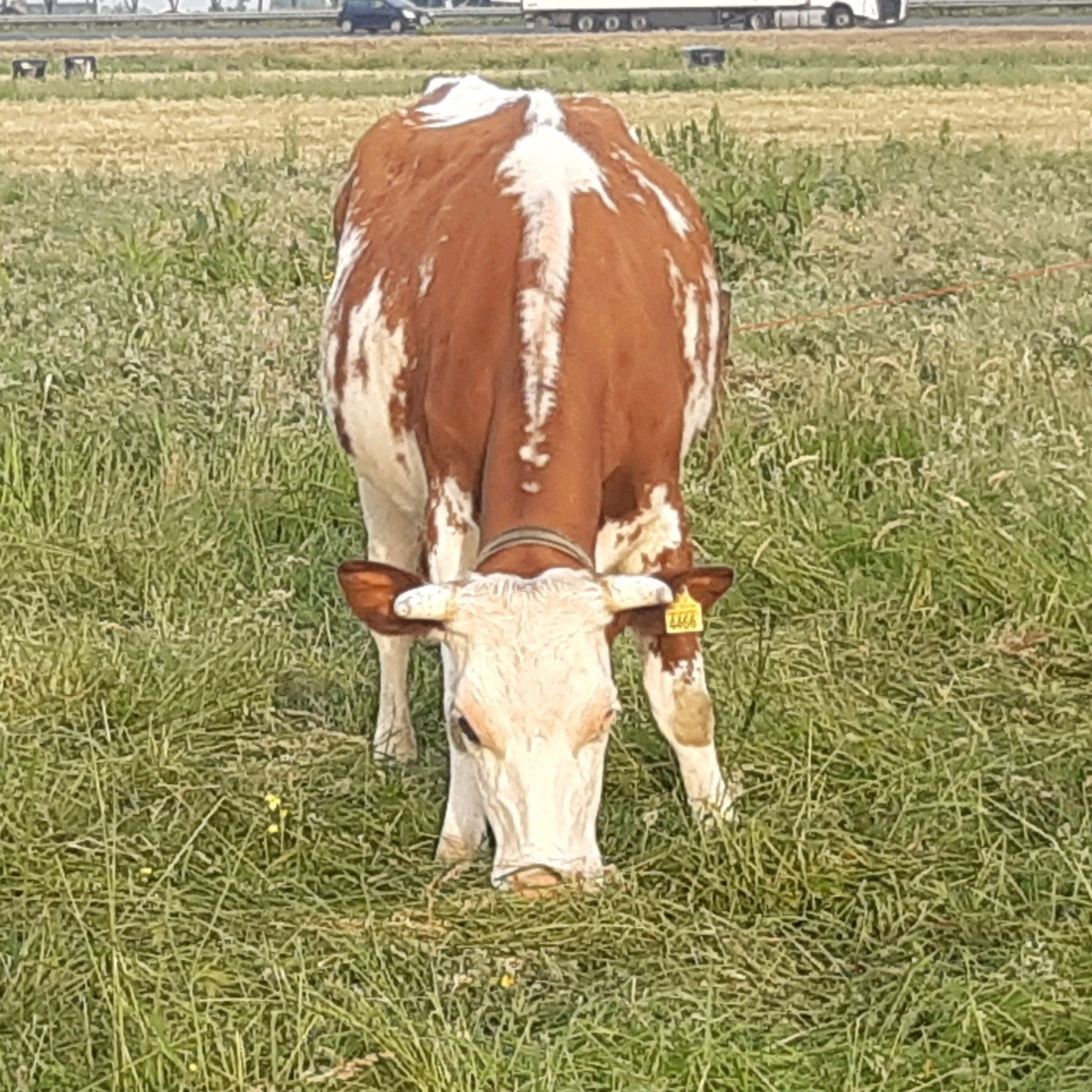 Vaars met kalf, Dieren en Toebehoren, Runderen, Vrouwelijk, 0 tot 2 jaar