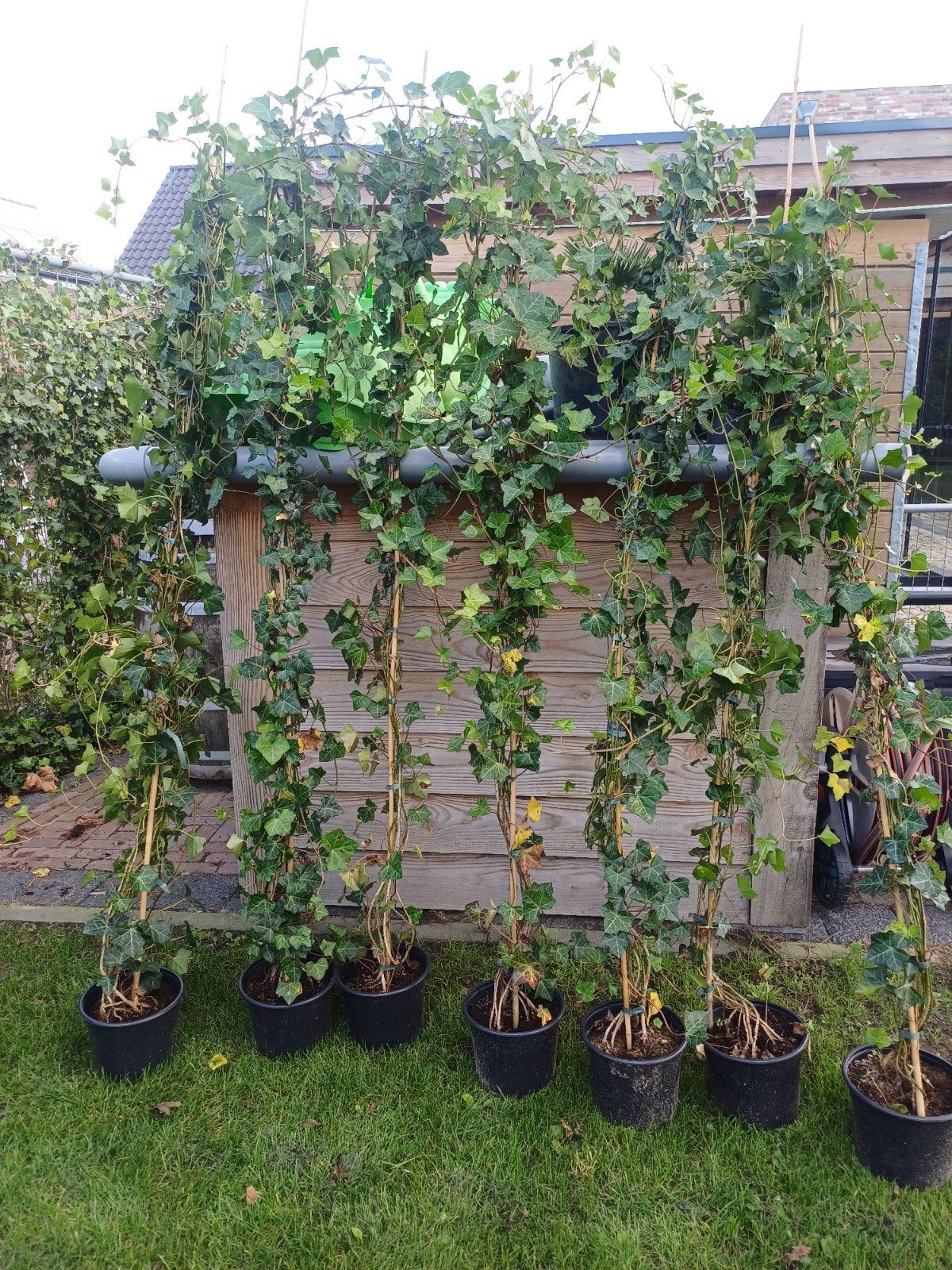 Hedera klimop 7x 250+ cm hoog, Ophalen of Verzenden, Overige soorten, Haag, 250 cm of meer