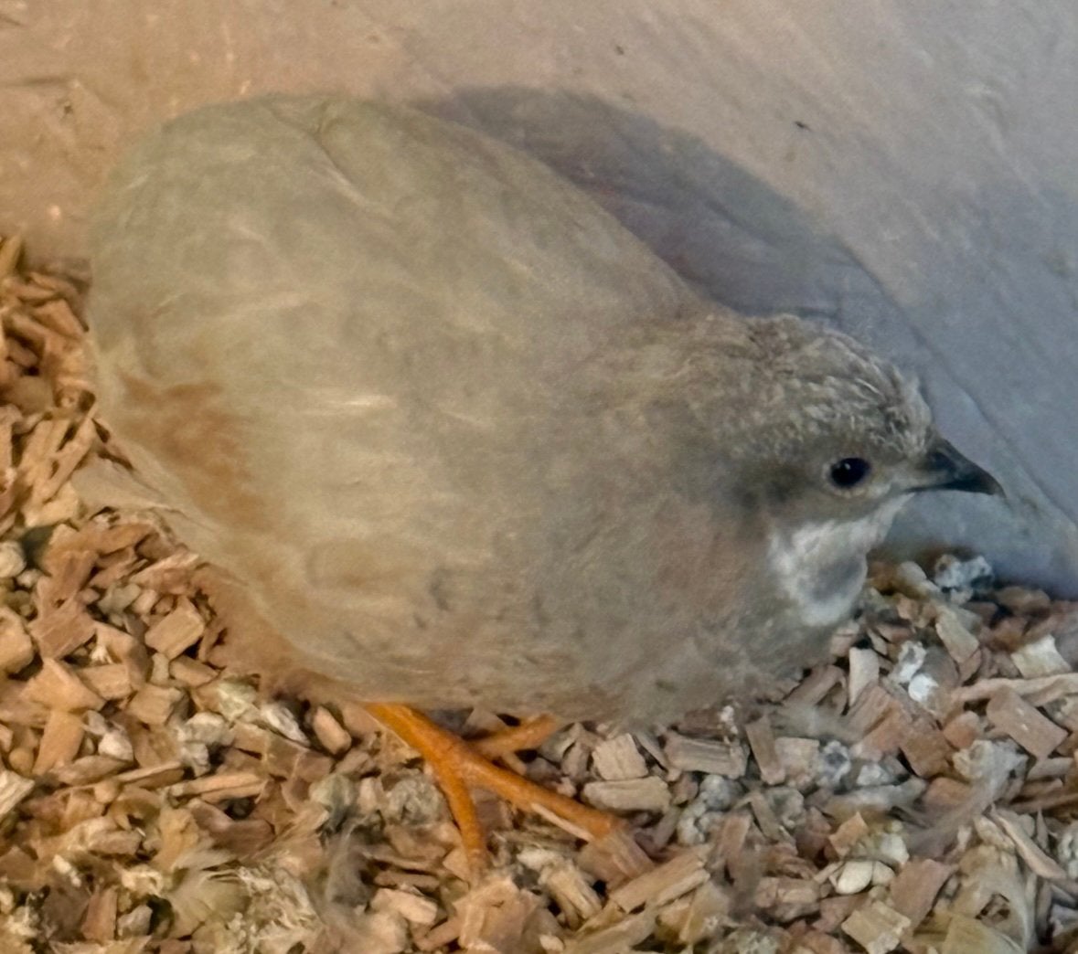 Chinese dwergkwartel haantje - grijs/zilver, Dieren en Toebehoren, Vogels | Overige Vogels, Mannelijk
