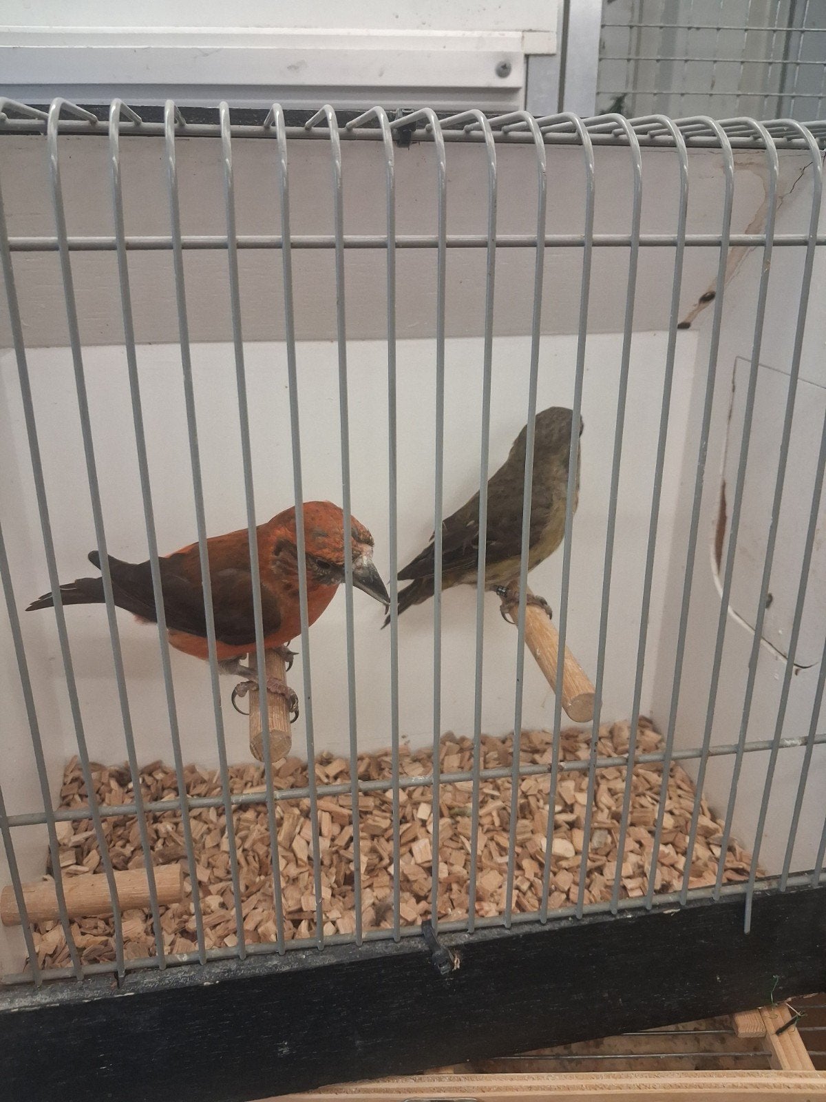 ⁹Kruisbekken, Meerdere dieren