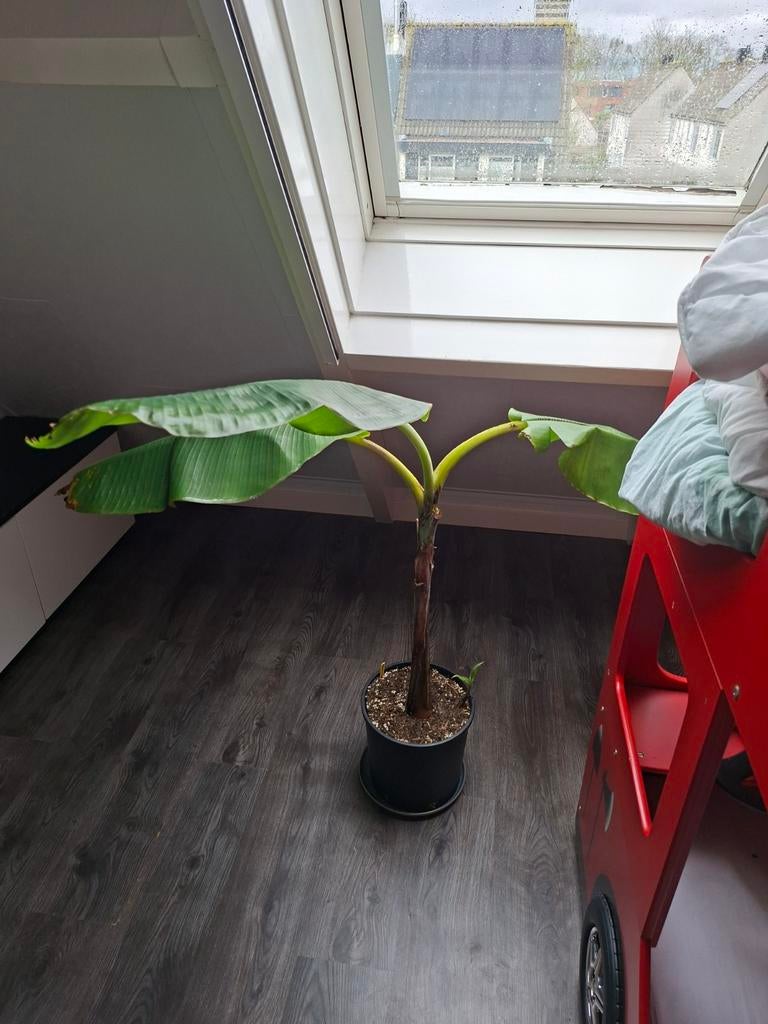 Musa dajiao eetbare bakbanaan winterhard tot min 5, Volle zon, Bloeit niet, Minder dan 100 cm, Overige soorten