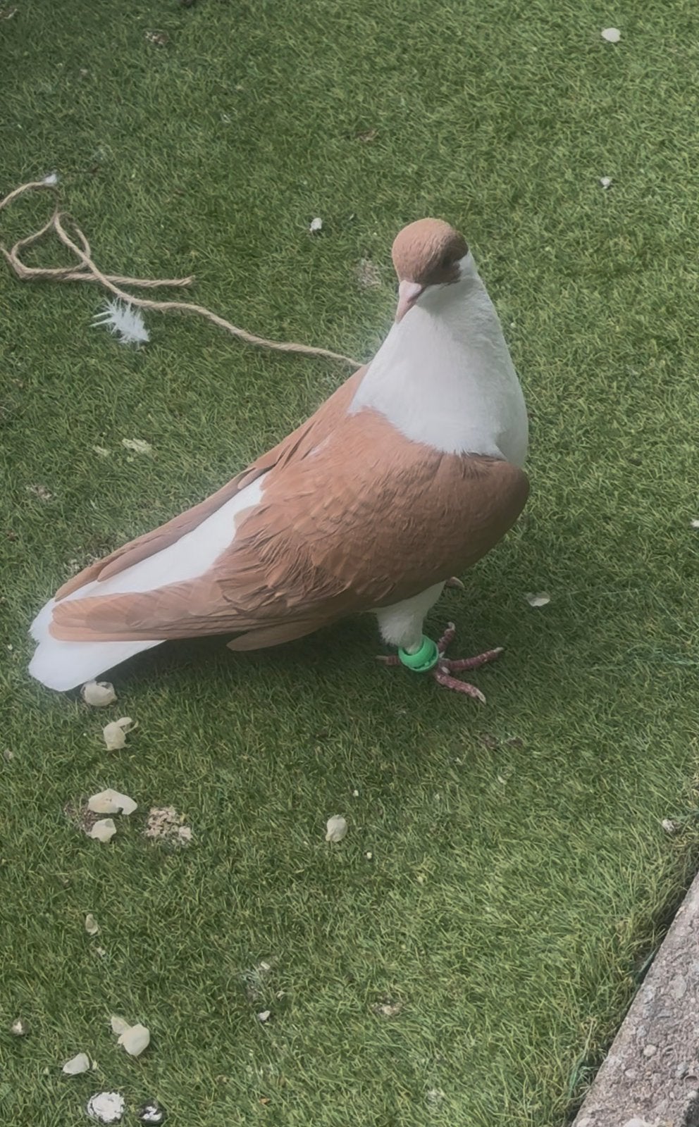 Afghaanse Duiven