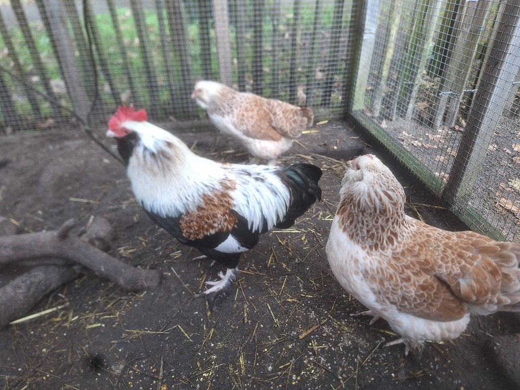 Faverolle kriel, Dieren en Toebehoren, Meerdere dieren, Kip