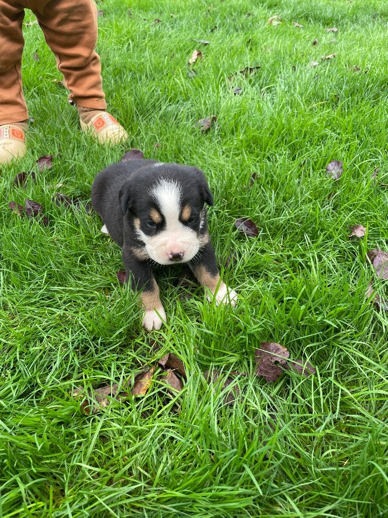 Grote Zwitserse Sennenpups, Dieren en Toebehoren, 8 tot 15 weken, Meerdere, Meerdere dieren, CDV (hondenziekte)
