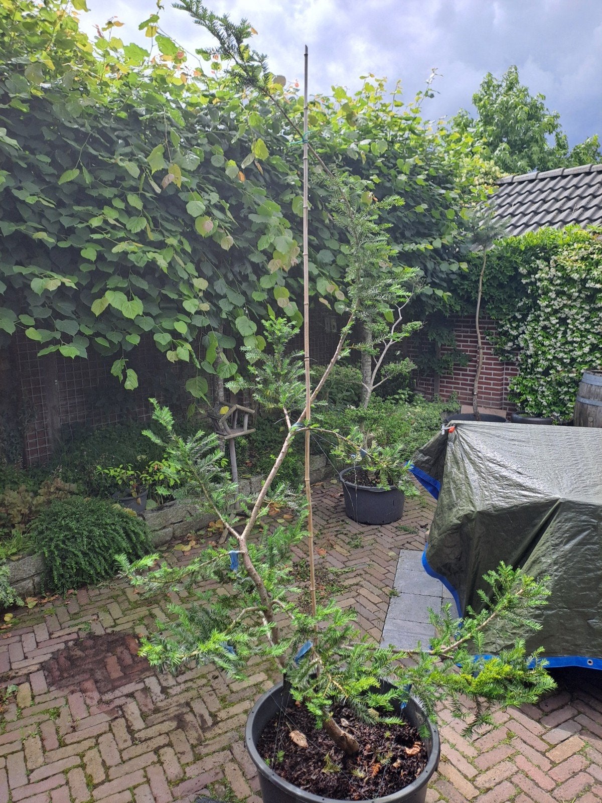Grote tuinbonsai taxus baccata in pot, Tuin en Terras, Ophalen, Bloeit niet, Overige soorten, Volle zon