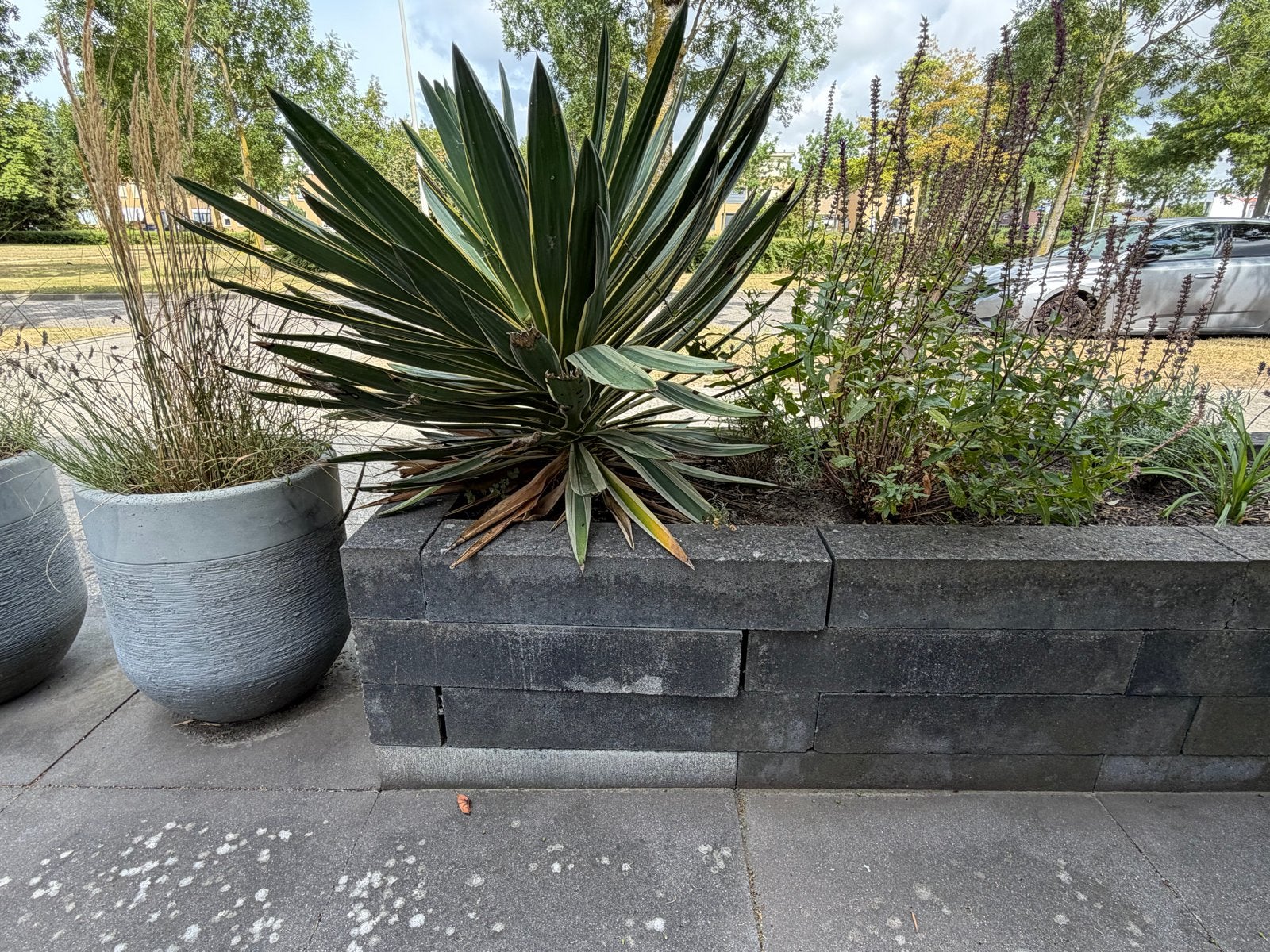 Grote tropische planten - Yucca / Agave, Volle zon, Vaste plant, Bloeit niet, Ophalen