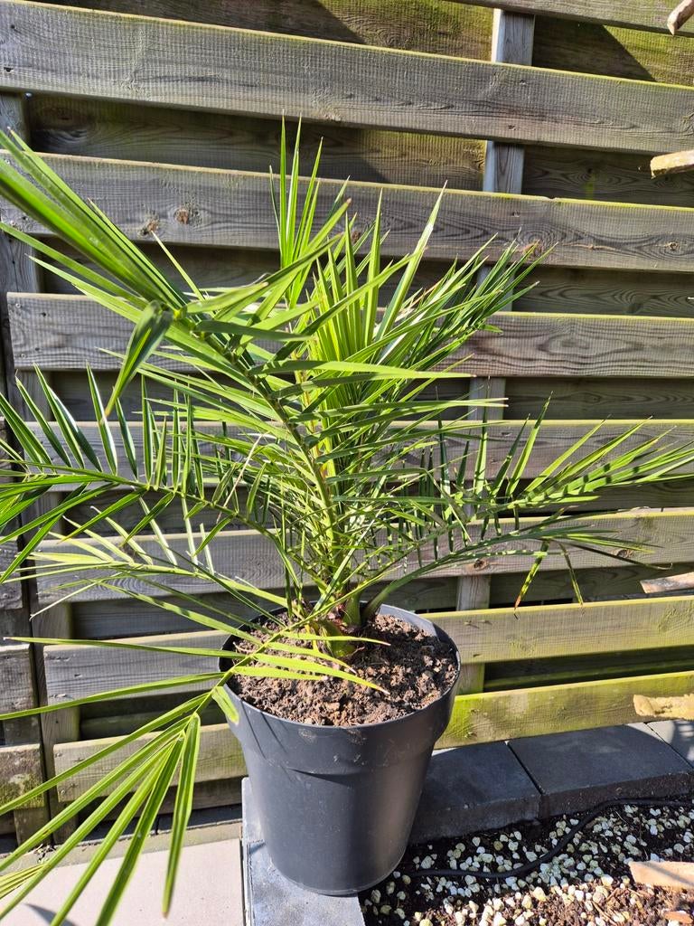 Palmen Phoenix Canariensis Canarische Dadelpalm, Ophalen, Volle zon