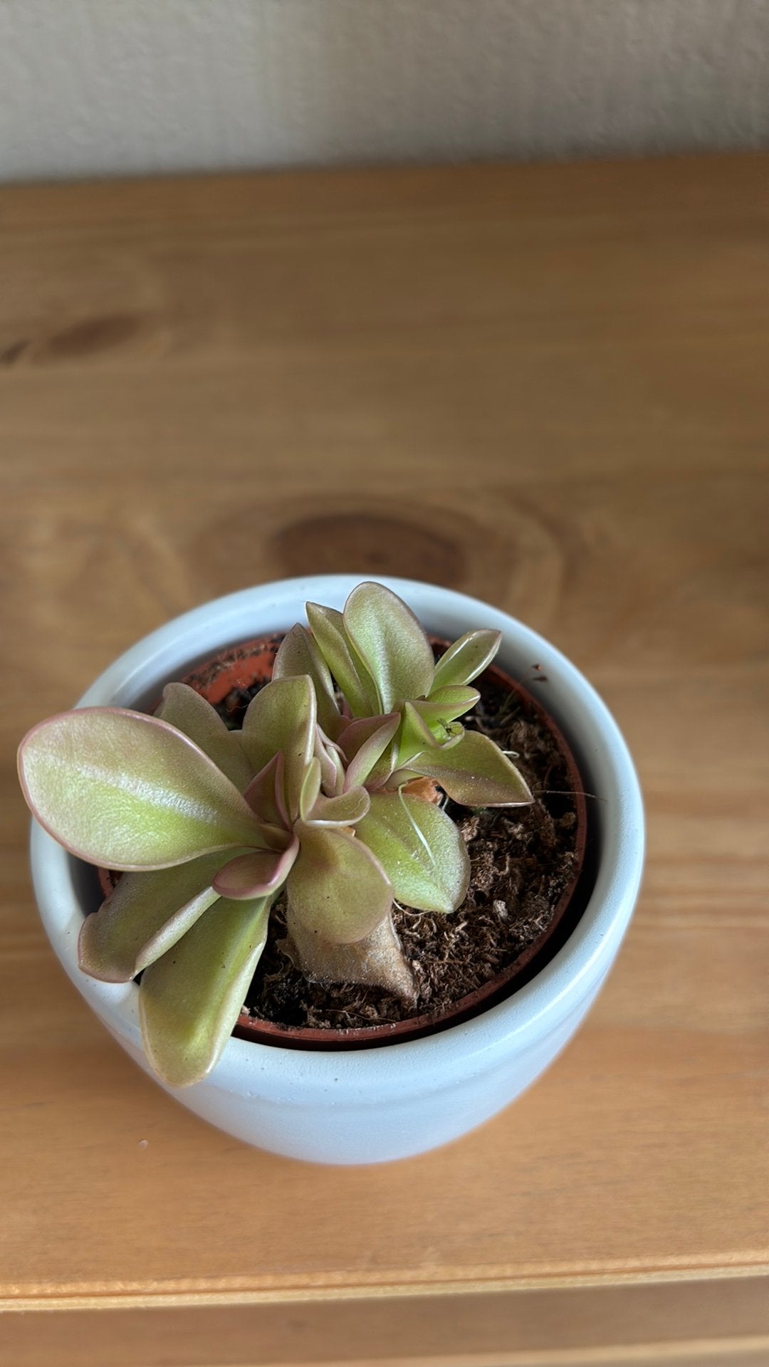 Vetblad/Pinguicula Tina 2, Ophalen of Verzenden, Halfschaduw, Minder dan 100 cm