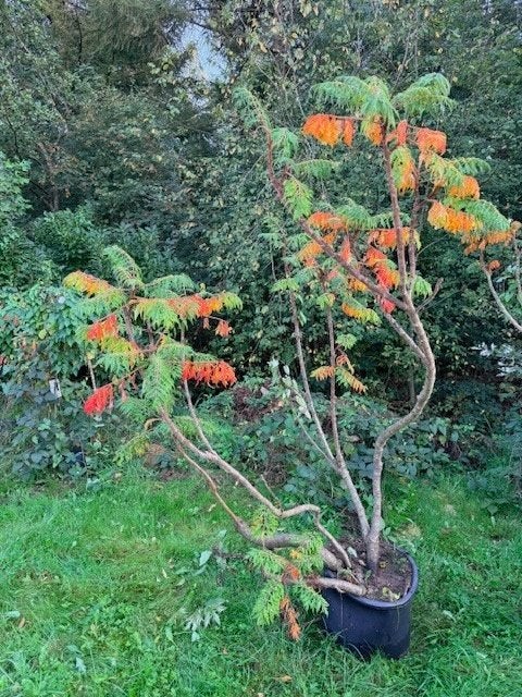 Bijzondere fluweelbomen, Tuin en Terras, Overige soorten, 250 tot 400 cm, Zomer, Ophalen