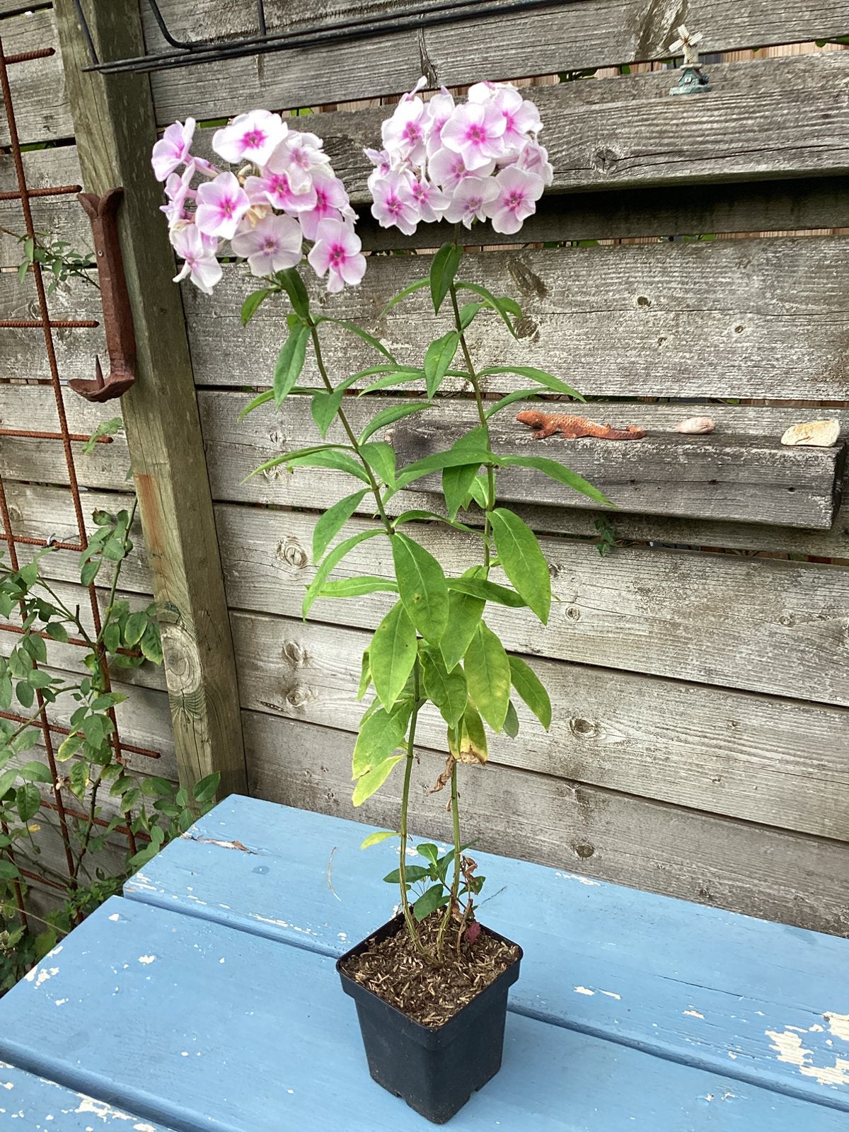 Phlox ‘bright eyes’, Tuin en Terras, Vaste plant, Halfschaduw, Zomer, Ophalen