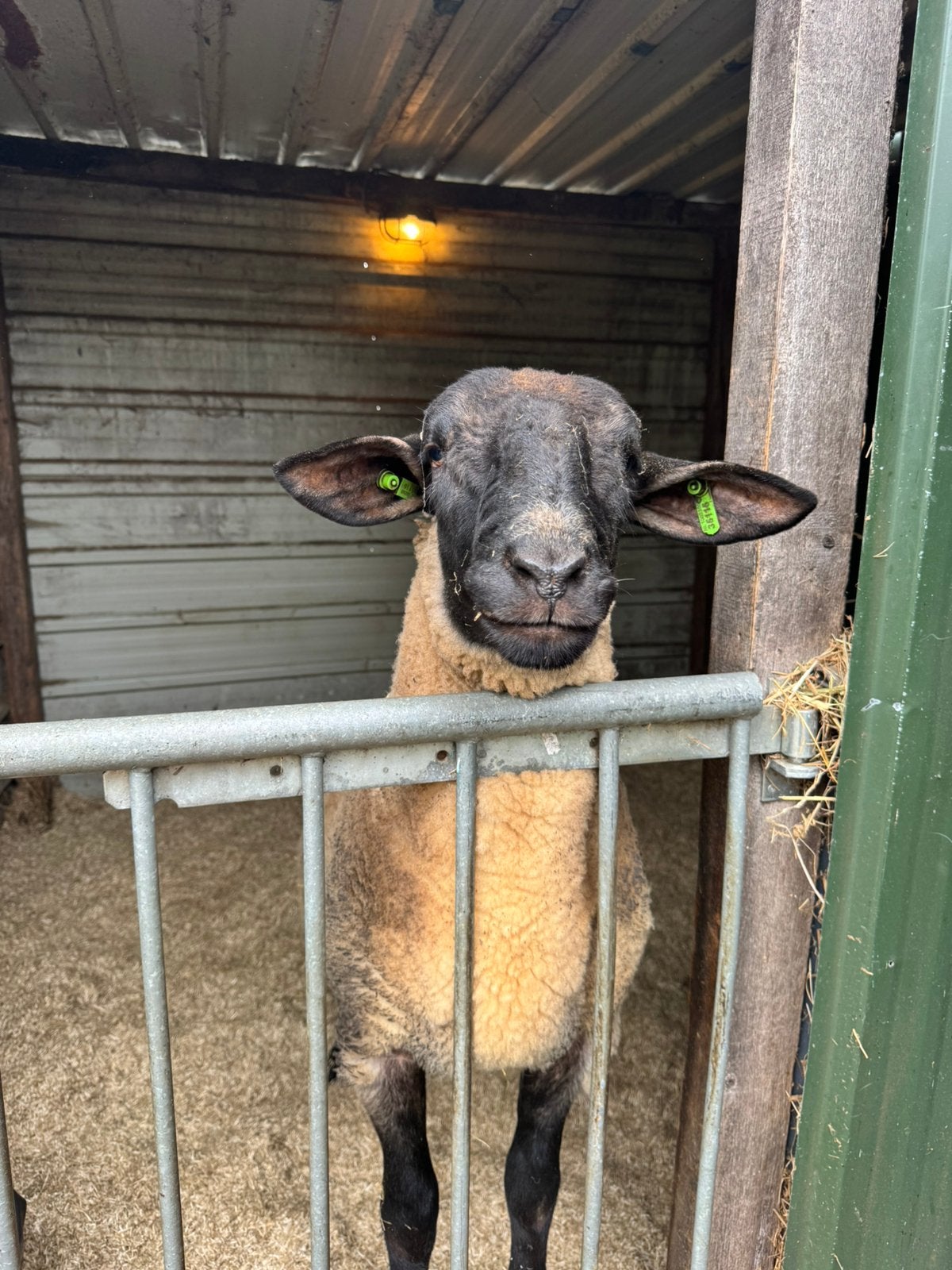 Suffolk ram, Mannelijk, Schaap