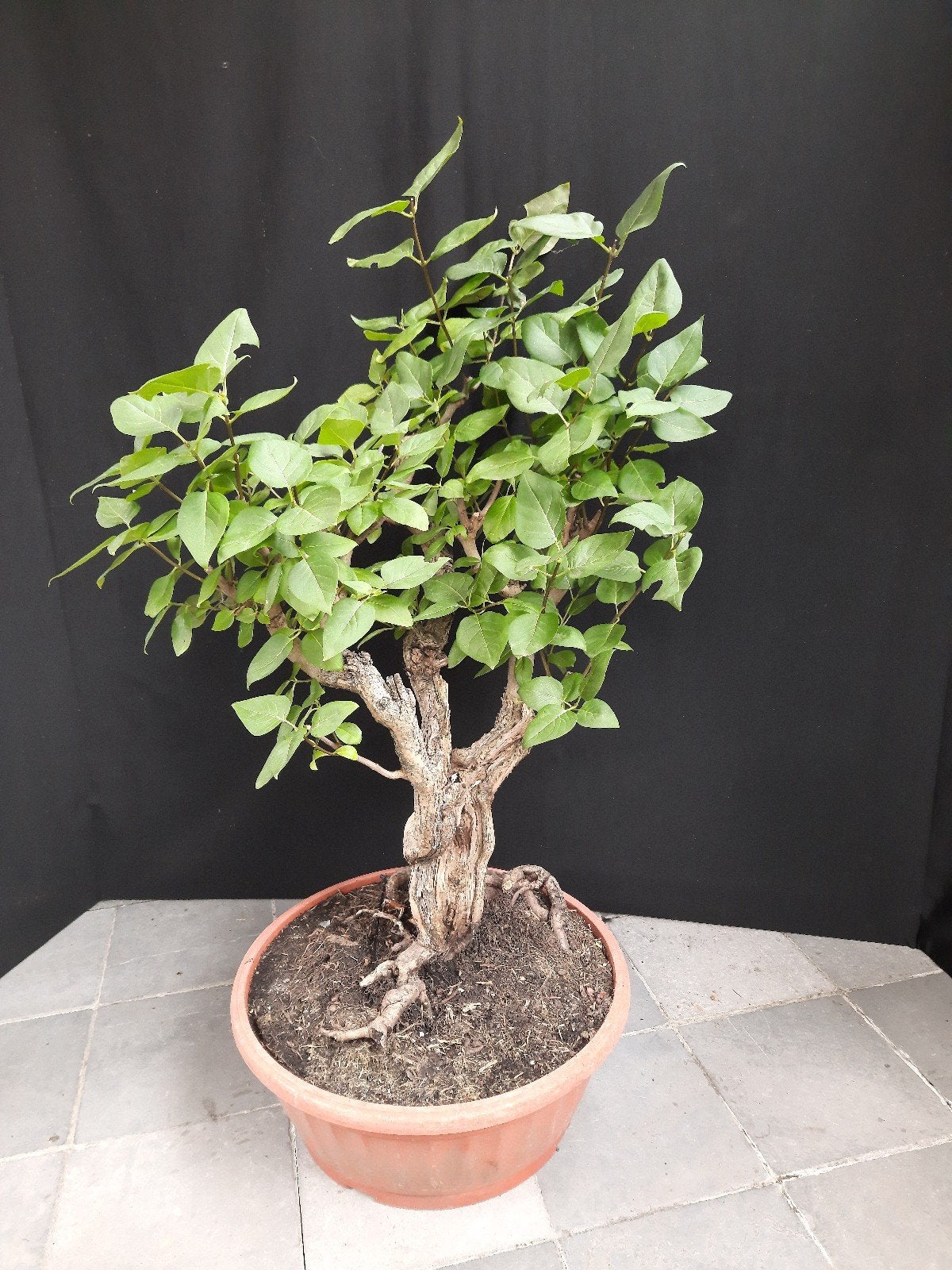 Bonsai SERING, Tuin en Terras, Planten | Bomen, Ophalen