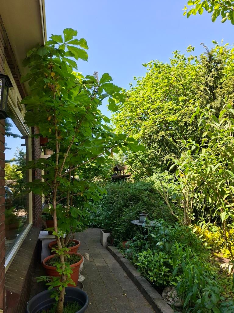 Witte Kastanje boom, Ophalen, Halfschaduw, Overige soorten, Minder dan 100 cm