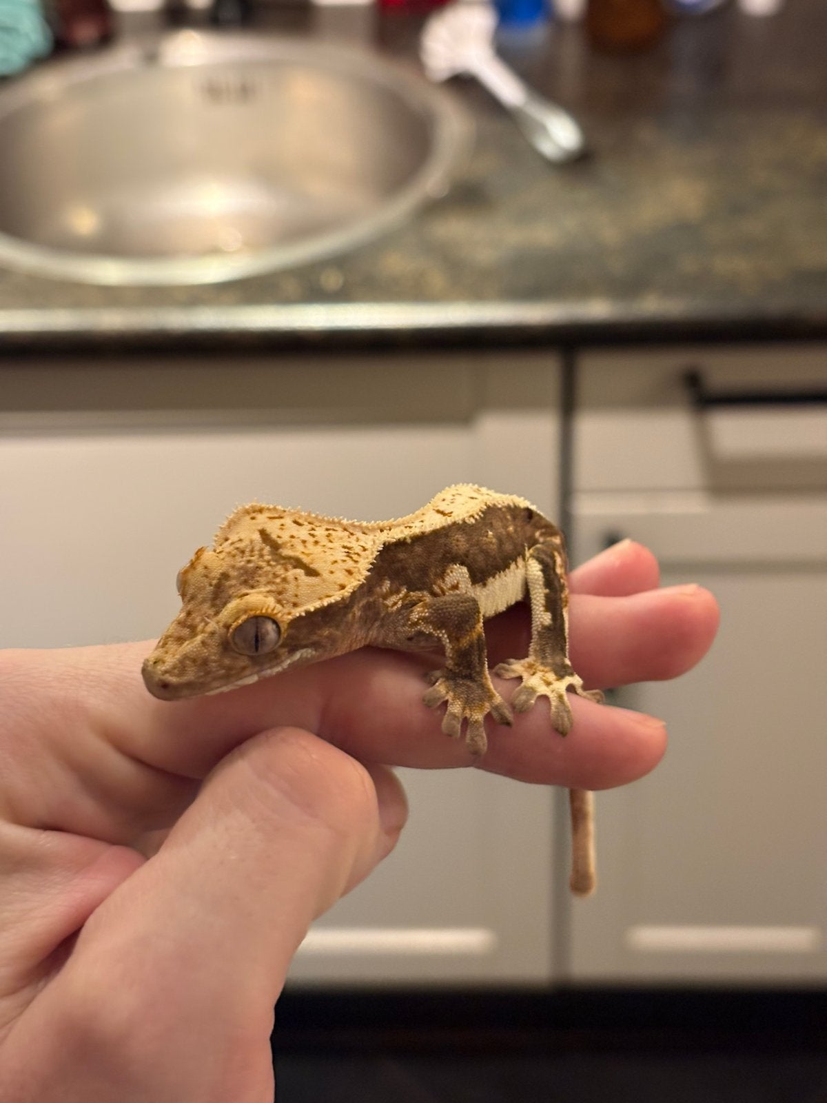 Wimpergekko Vrouw Harlequin Gbtdtm: 06-2025, Dieren en Toebehoren, Hagedis, 0 tot 2 jaar