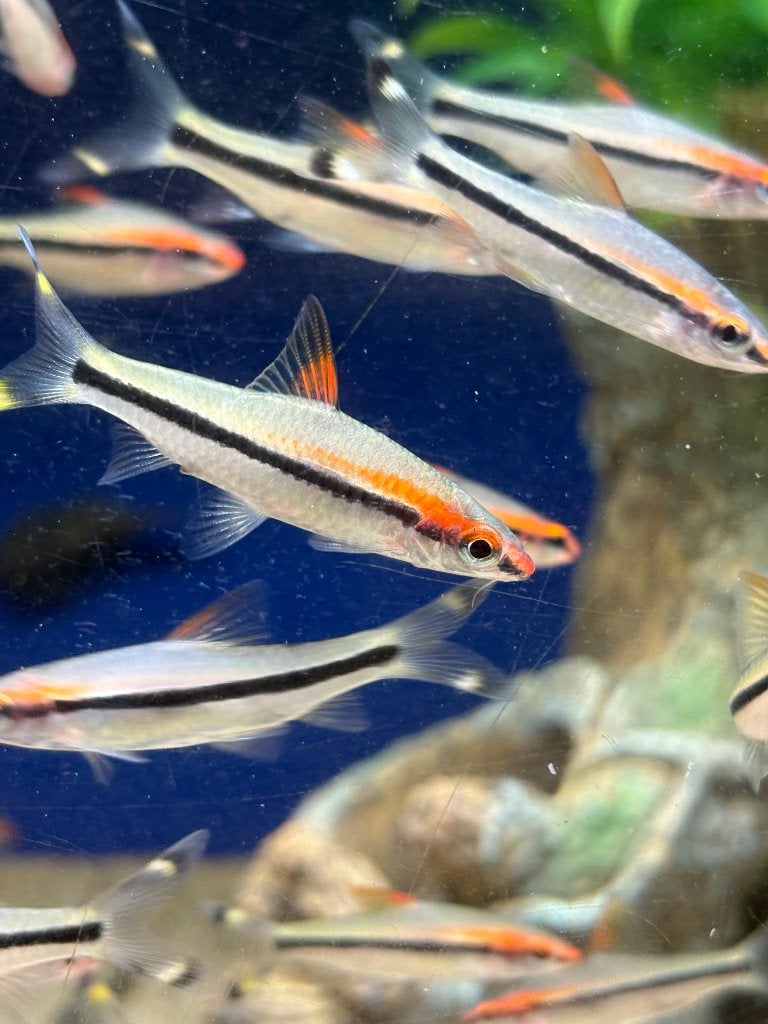 Puntius denisonii, Dieren en Toebehoren, Vis, Zoetwatervis, Schoolvis