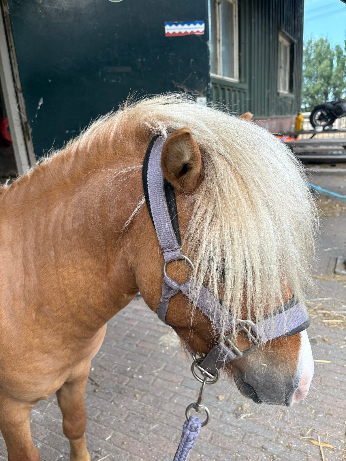 3 jarige nrps shetlander ruin, Met stamboom, Ruin, A pony (tot 1.17m), 3 tot 6 jaar