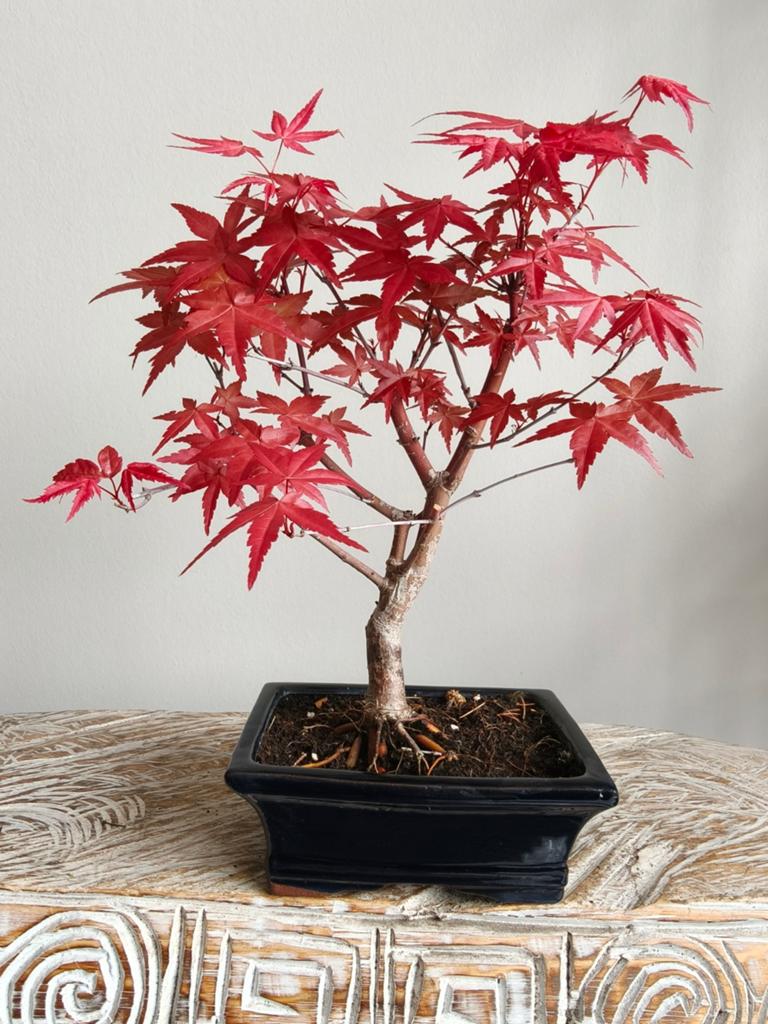 Acer Japanse Esdoorn Deshojo bonsai, Bloeit niet, Halfschaduw, Minder dan 100 cm, Overige soorten