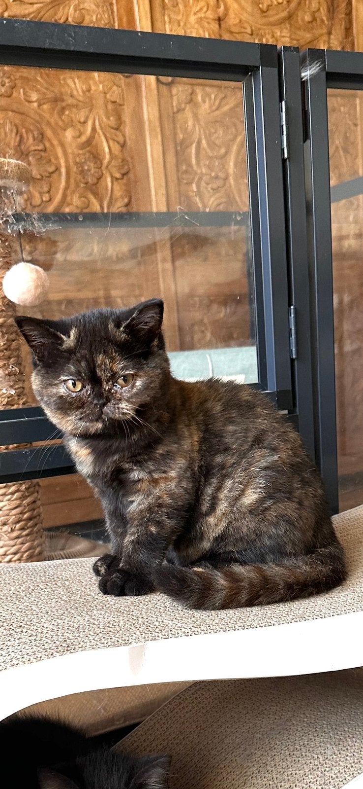 Heel lief en mooi black torti Brits korthaar poesje., Poes, Met stamboom, 0 tot 2 jaar