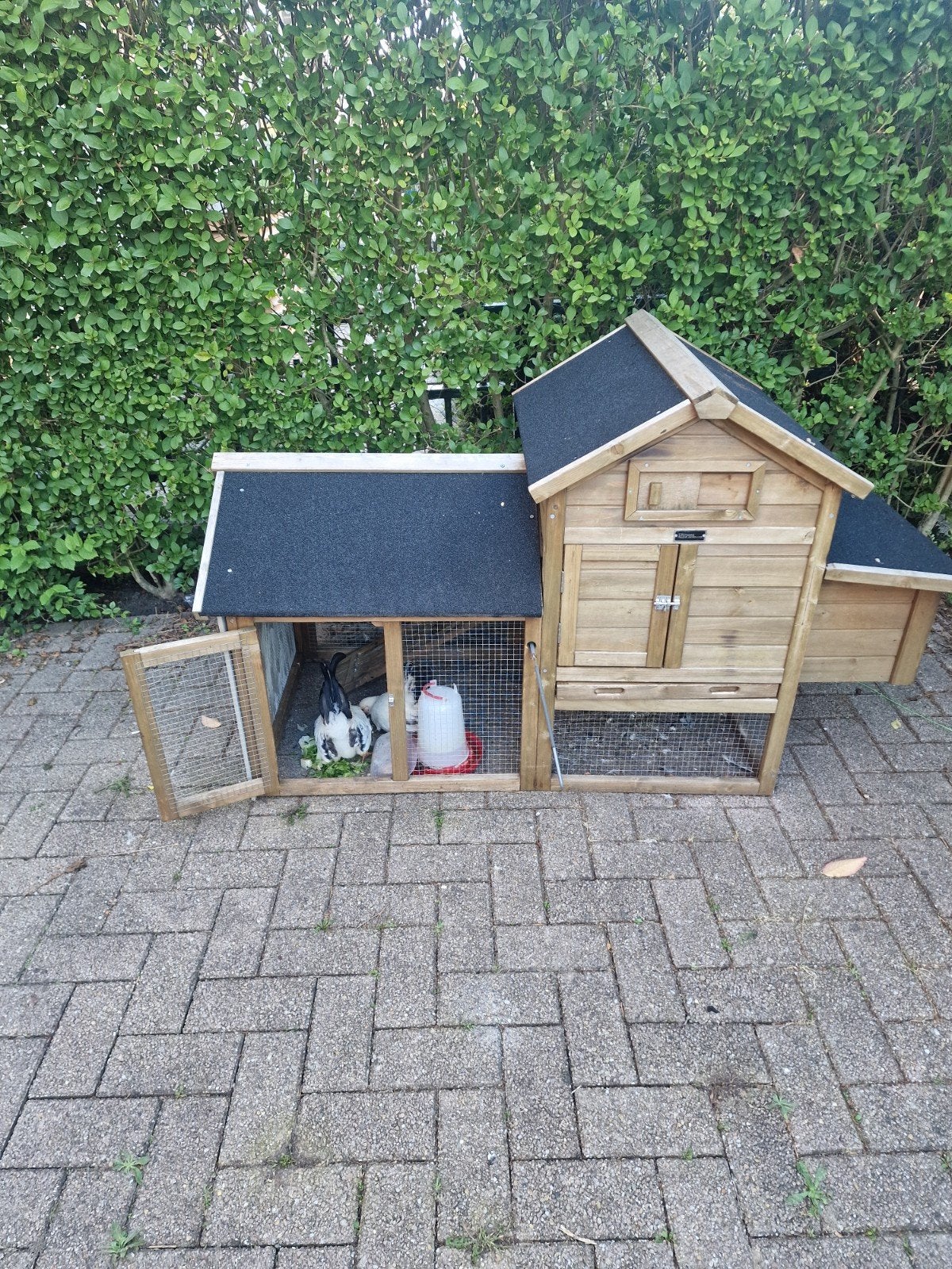 kippen hok met 2 chabo kippen, Ophalen, Zo goed als nieuw, Kippenhok of Kippenren