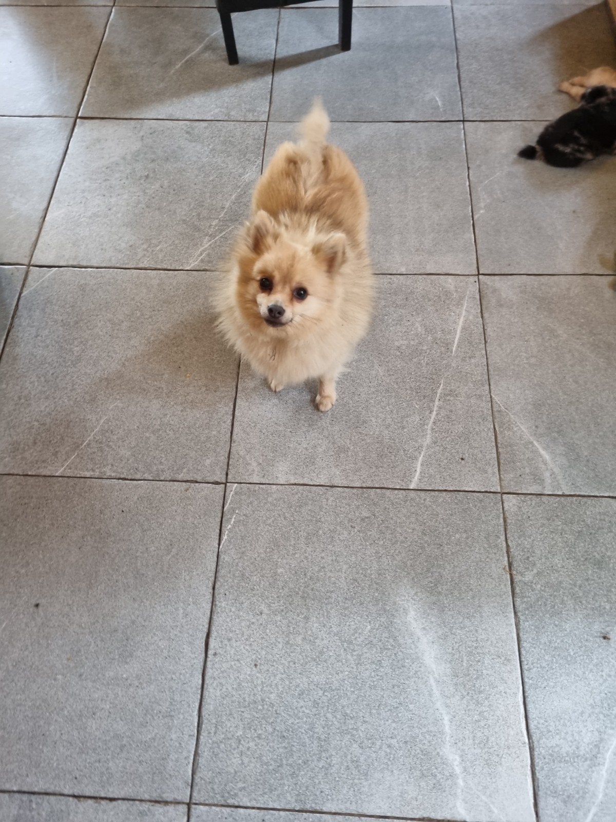 wie weet waar deze lieve schat is?, Dieren en Toebehoren, Honden | Poolhonden, Keeshonden en Oertypen, 6 jaar of ouder, Keeshond