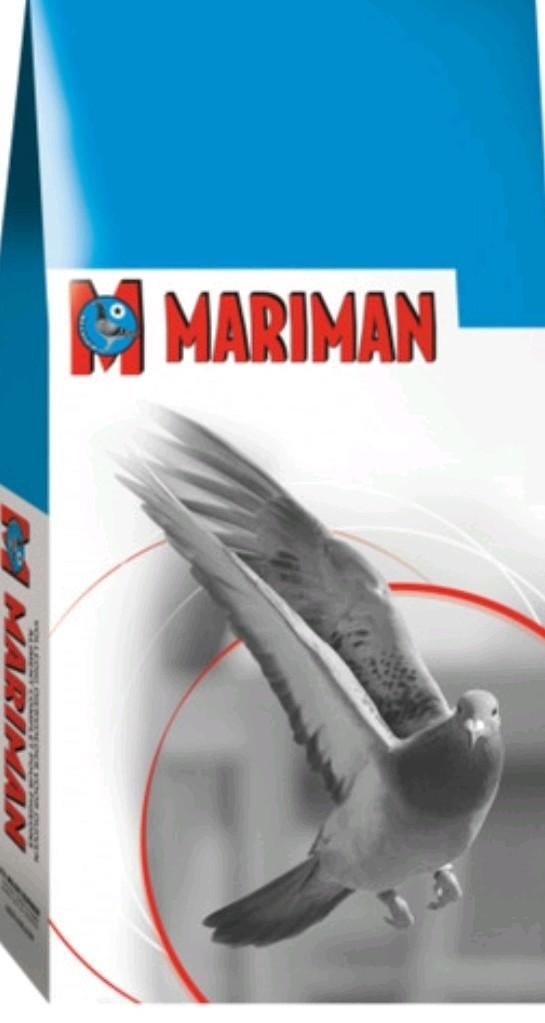 Mariman kweek/sport te koop, Meerdere dieren, Postduif