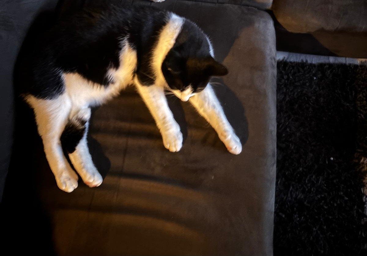 2 katten te koop, Kater, Kortharig, 6 jaar of ouder