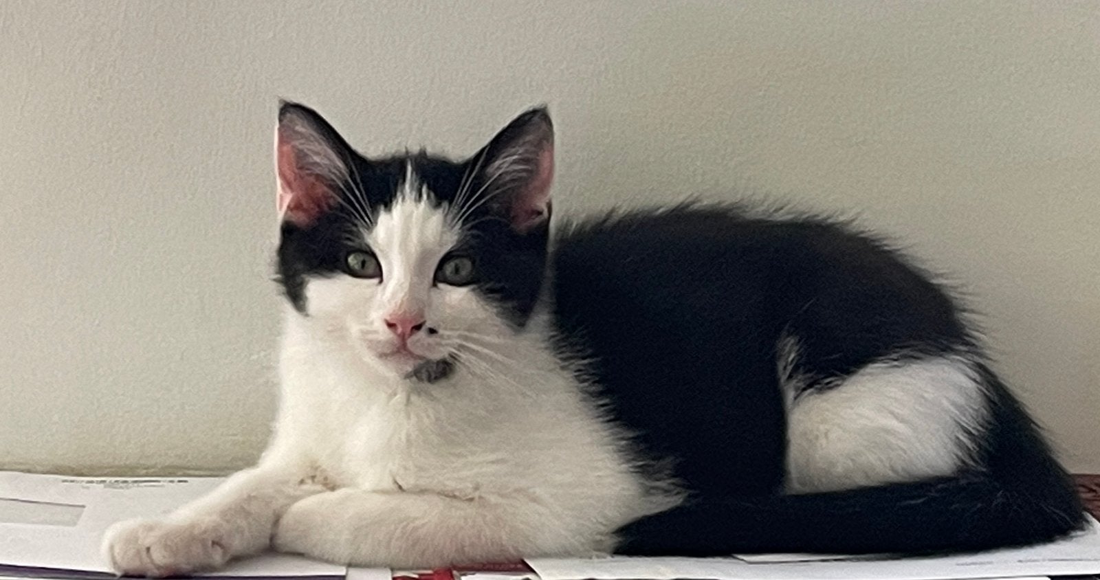 3 lieve katertjes zoeken dringend een nieuw huisje, Meerdere dieren