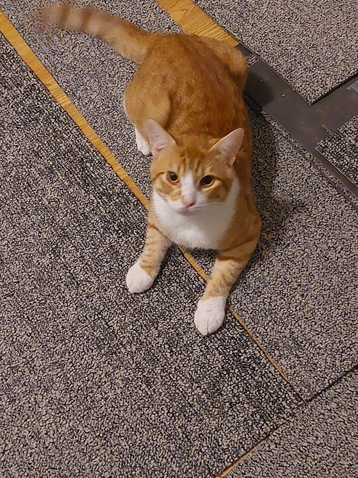 nieuw huis gezocht, Dieren en Toebehoren