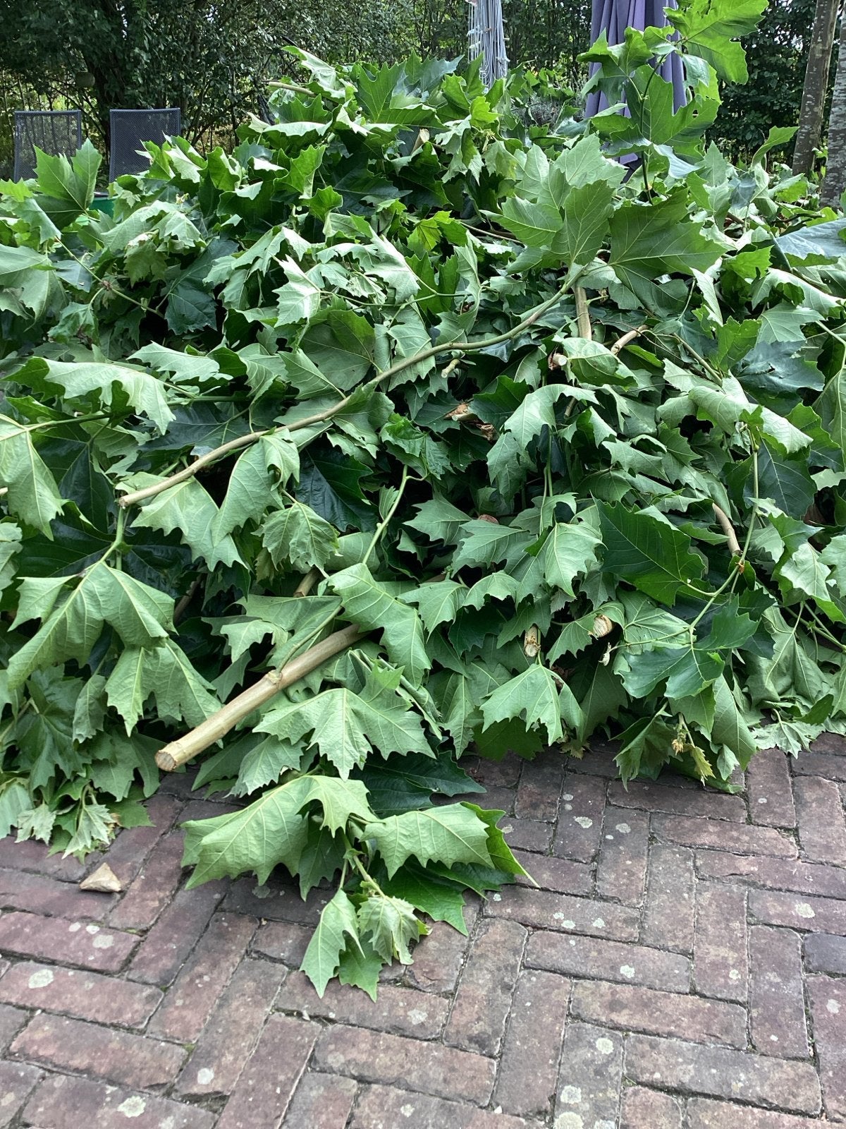 Grote stapel vers gesnoeide takken/bladeren van dakplantaan, Tuin en Terras, Volle zon, Bloeit niet, 400 cm of meer, Overige soorten