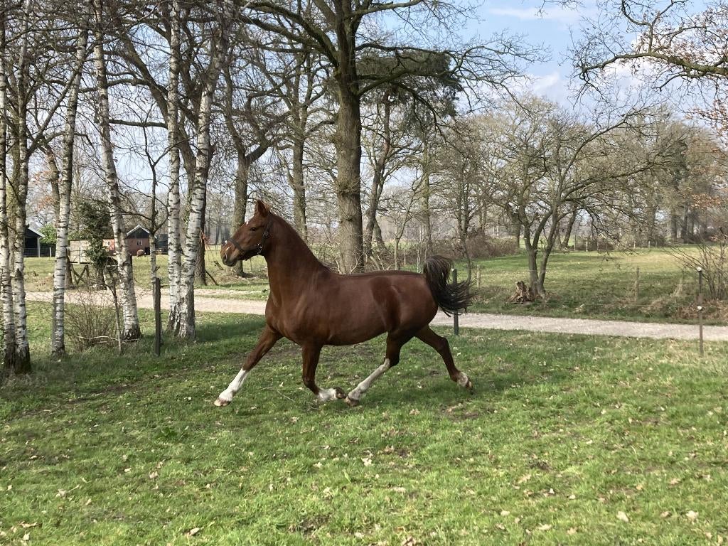Ster Tuigpaard te koop., Dieren en Toebehoren, Merrie, Met stamboom, Tuigpaard, 11 jaar of ouder
