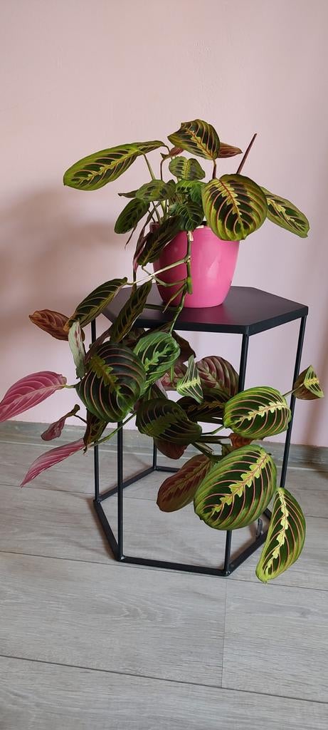 Stekjes Maranta Leuconeura (Prayer Plant), Ophalen, Overige soorten, Halfschaduw, Minder dan 100 cm