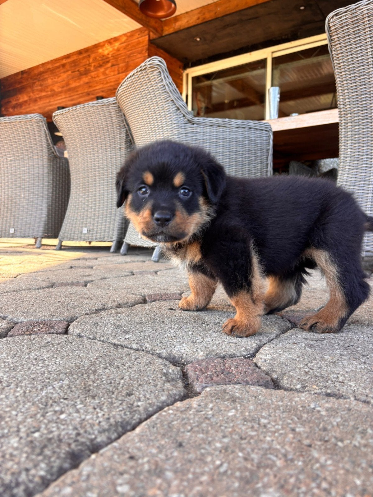 Berner senne x rottweiler pups, Groot, Meerdere, Meerdere dieren, Nederland