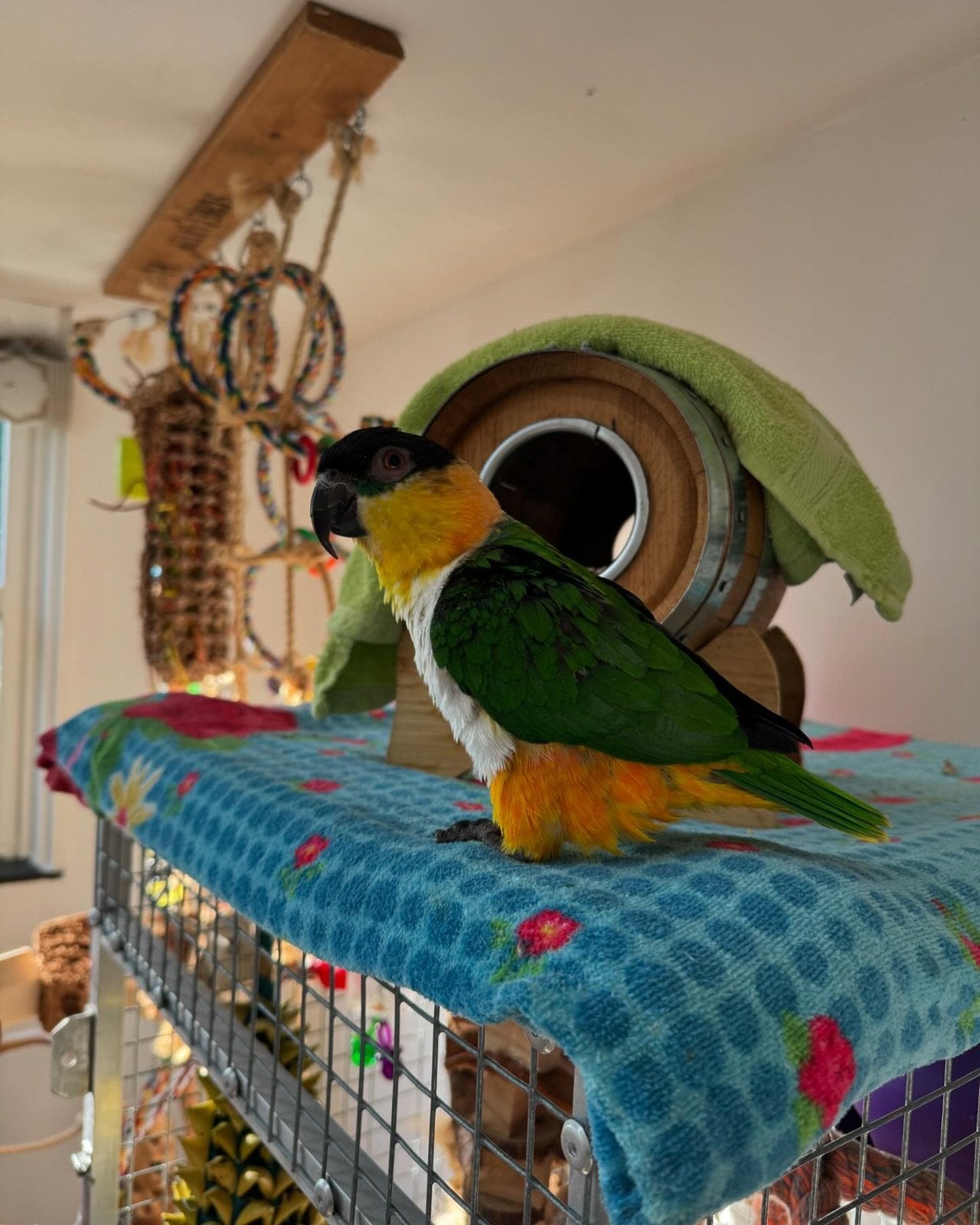 Tamme, zelfstandige zwartkop caiques, Dieren en Toebehoren, Meerdere dieren, Papegaai, Geringd