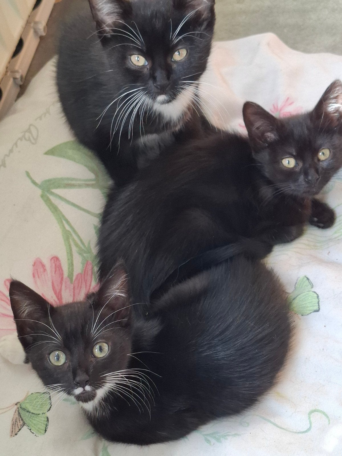 kruising  Ragdoll x mainecoon en brit meisje zwart .zwart/w, Dieren en Toebehoren, Meerdere dieren, Ontwormd, 0 tot 2 jaar