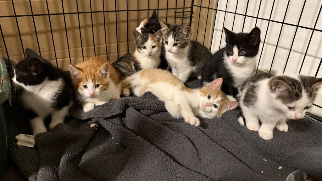 Lieve boerderijkittens, Meerdere dieren, Kortharig, 0 tot 2 jaar