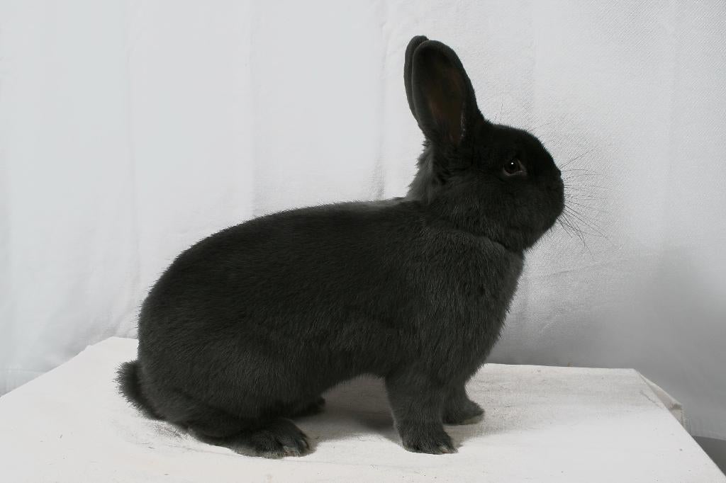 Blauwe Wener, Dieren en Toebehoren, Konijnen, Meerdere dieren, Middelgroot, 0 tot 2 jaar