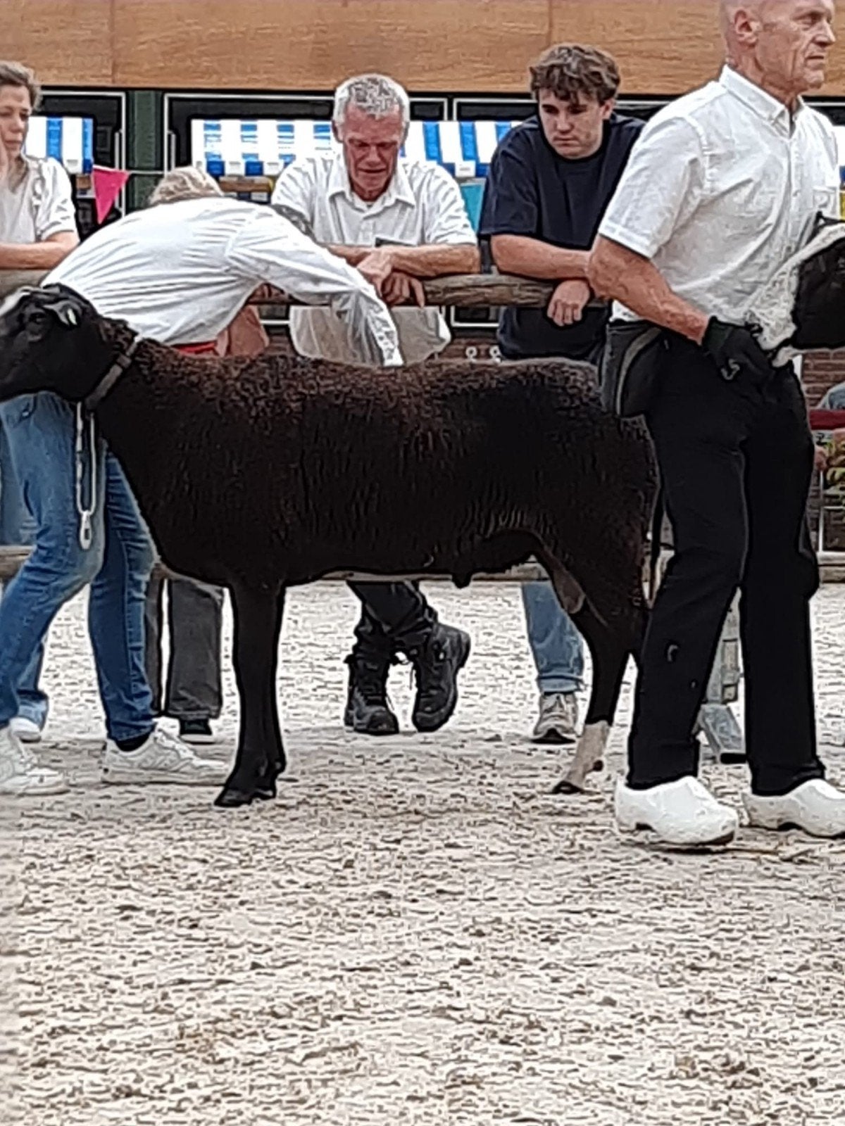 zwartbles, Dieren en Toebehoren, Mannelijk, Schaap