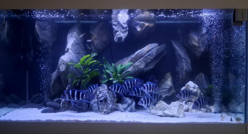 Frontosa moba blue zaire, Vis