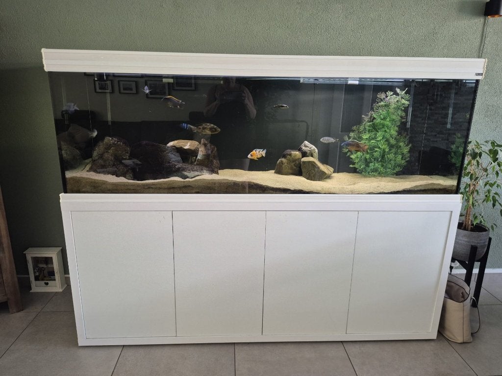 2 meter aquarium ±660L | 2x Oase BioMaster Thermo 850, Ophalen, Gebruikt, Leeg aquarium, Aquatlantis