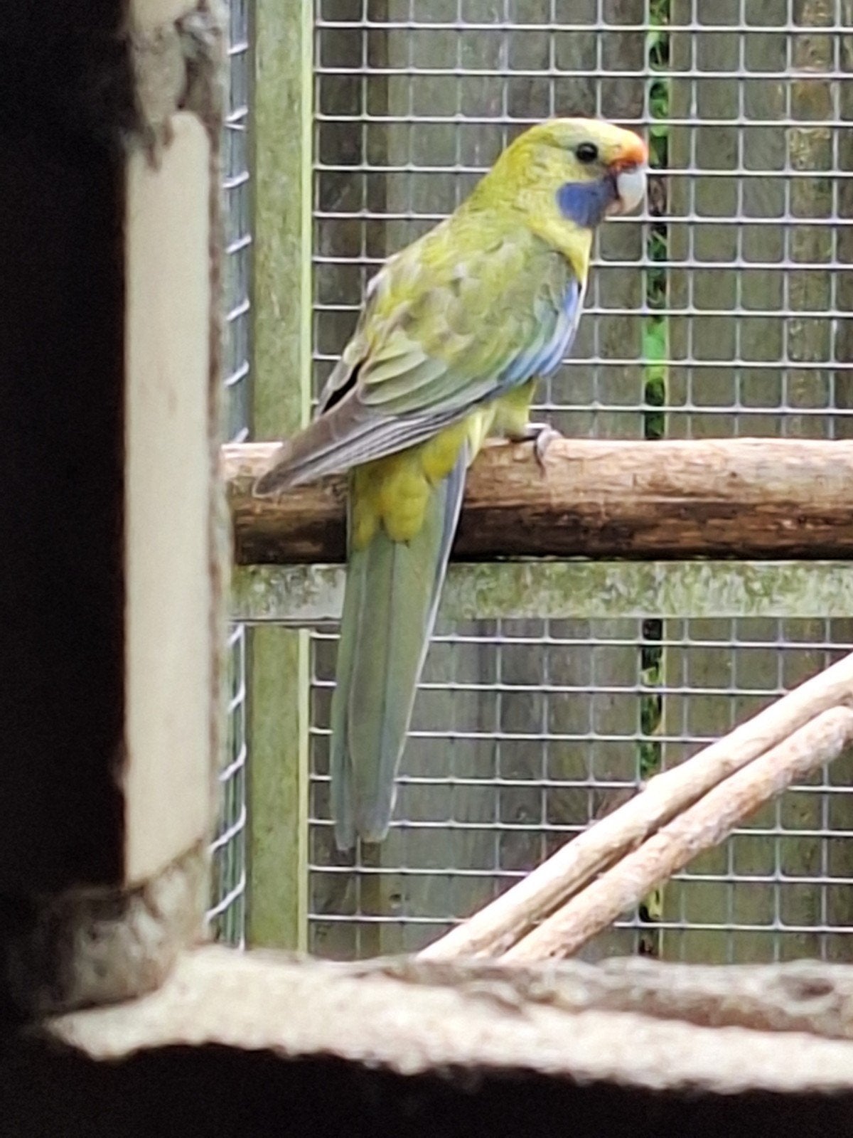 strogele rosella, Meerdere dieren, Parkiet, Geringd