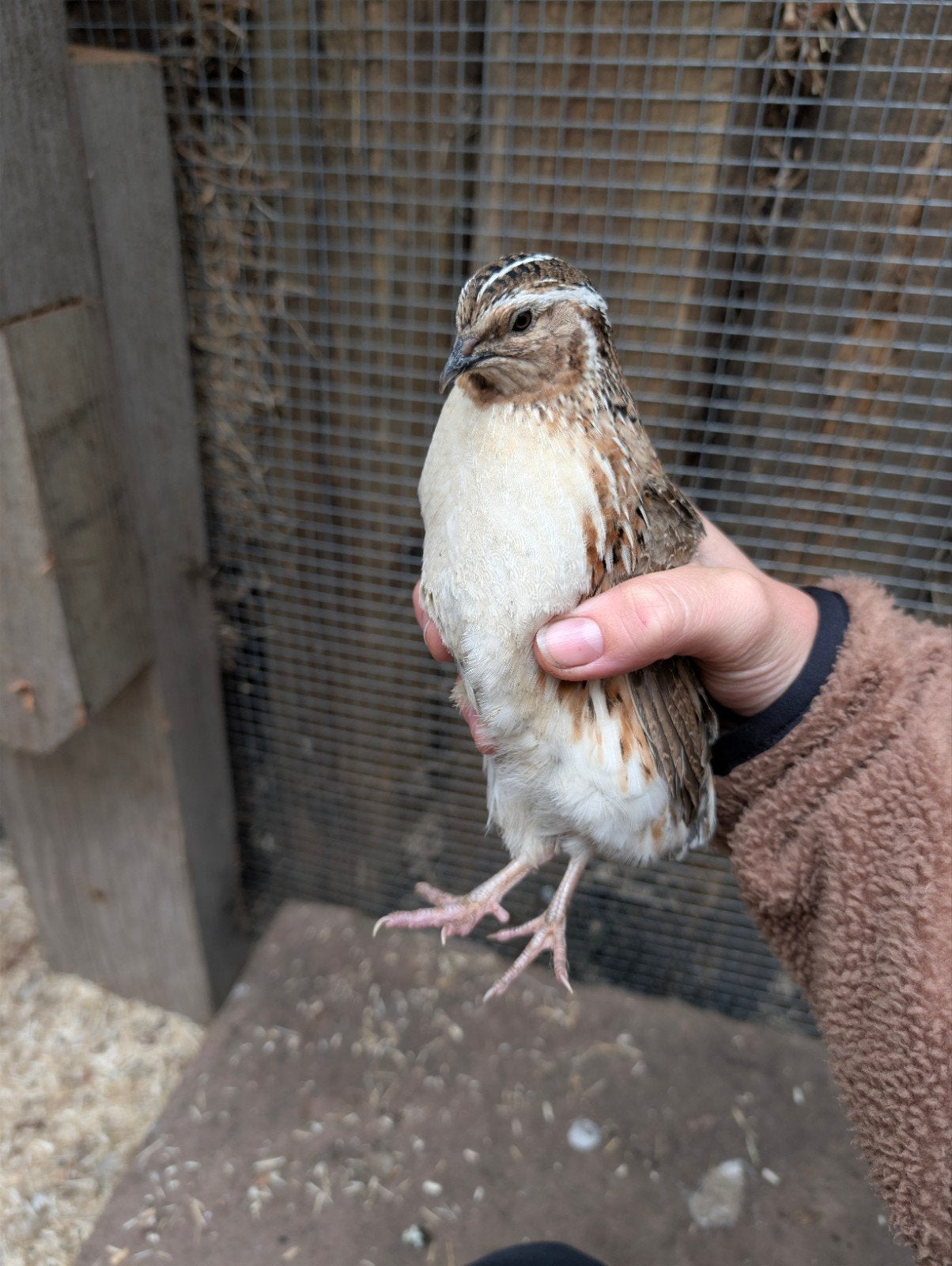 Mooie japanse kwartel haan, Dieren en Toebehoren, Vogels | Overige Vogels, Mannelijk, Tropenvogel
