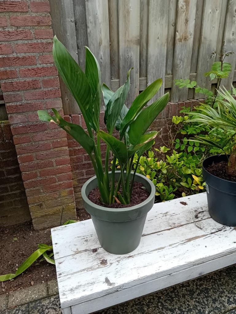 2 Strelitzia's Reginac in een pot, Ophalen