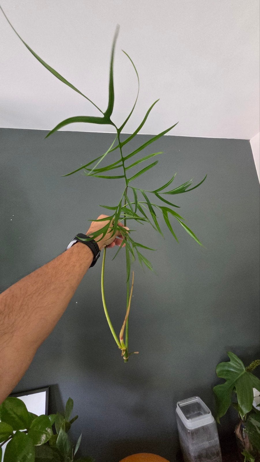 Philodendron polypoidiodes, Ophalen of Verzenden, Halfschaduw, Minder dan 100 cm