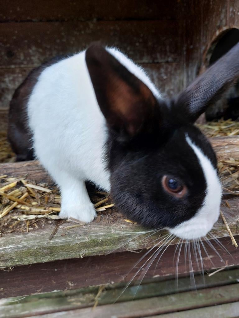 Hollander ram., Dieren en Toebehoren, Konijnen, Mannelijk, Middelgroot, 0 tot 2 jaar