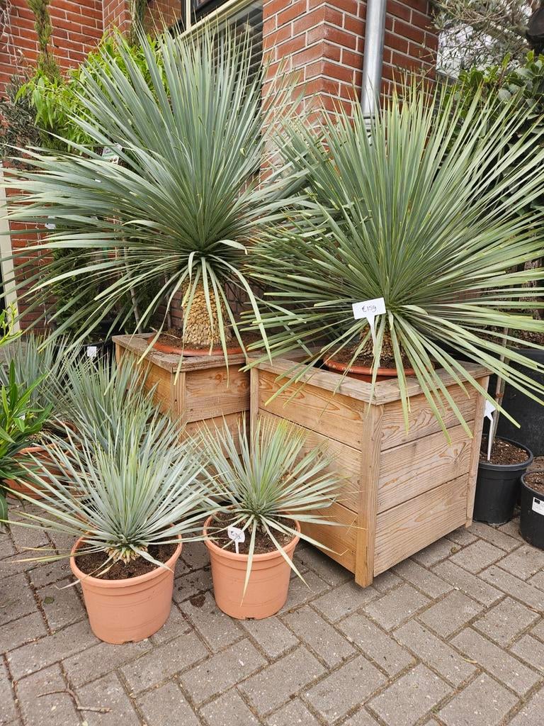 Olijfbomen dikke stam vanaf 115 euro, Volle zon, Ophalen of Verzenden, 100 tot 250 cm, Olijfboom
