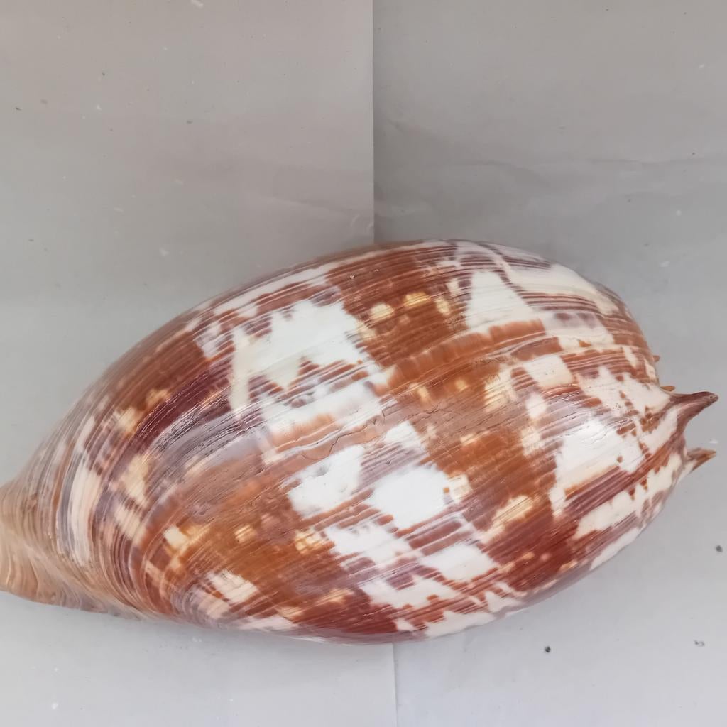 grote schelp 27x15 cm, Verzamelen, Ophalen of Verzenden, Schelp(en)